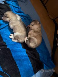 Cuccioli di alaskan malamute