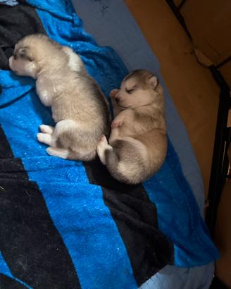 Cuccioli di alaskan malamute