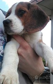 Cucciola femmina Beagle