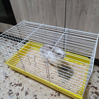 Coniglio bianco femmina