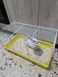 Coniglio bianco femmina