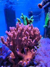 coralli acquario marino 