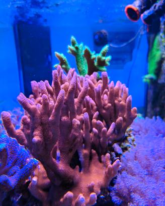 coralli acquario marino 