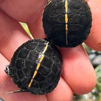 Chrysemys Picta dorsalis