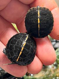 Chrysemys Picta dorsalis