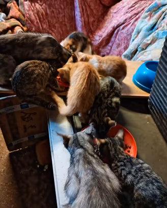 gattini 3 mesi