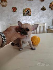 Mini Toy Maschietto Chihuahua