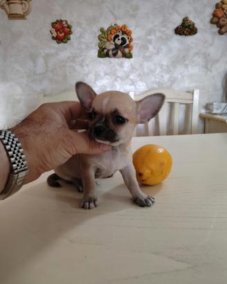 Mini Toy Maschietto Chihuahua