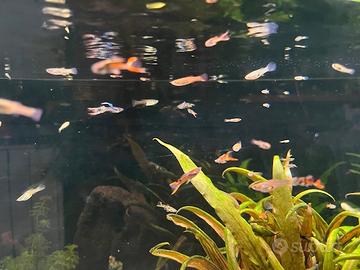20 Guppy a 5 Euro