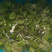 Talee pianta per acquario dolce