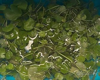 Talee pianta per acquario dolce