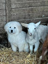 Cucciolo dei pirenei