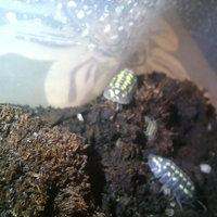 Armadillidium gestroi