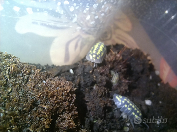 Armadillidium gestroi