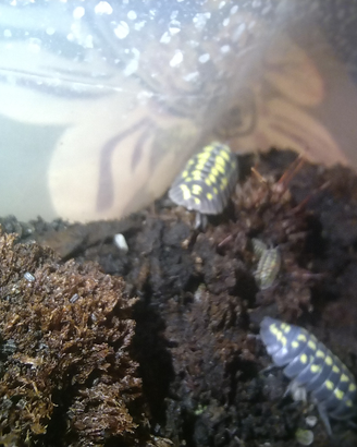 Armadillidium gestroi