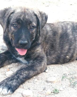 Splendido cucciolo