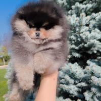 Spitz tedesco nano/pomerania