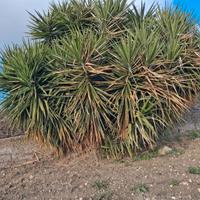 yucca pianta grassa