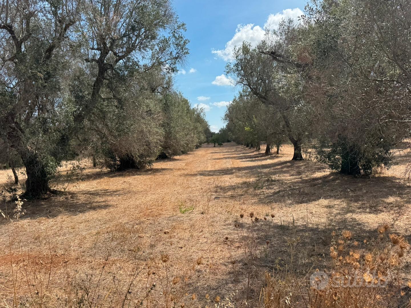 Trullo in due lotti edificabili terreno 17.000mq - Vista 3
