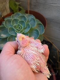 Calopsite lutini da imbecco