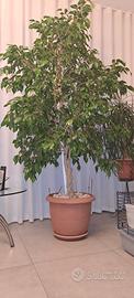 ficus be