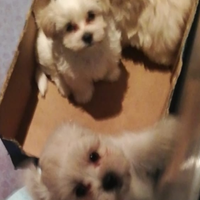 Cuccioli maltese