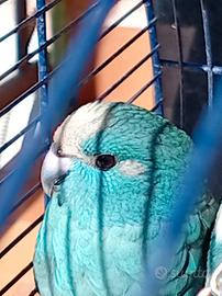 Kakariki