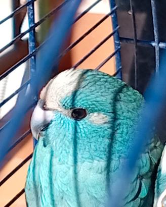 Kakariki