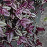 Tradescantia zebrina 