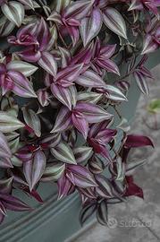 Tradescantia zebrina 