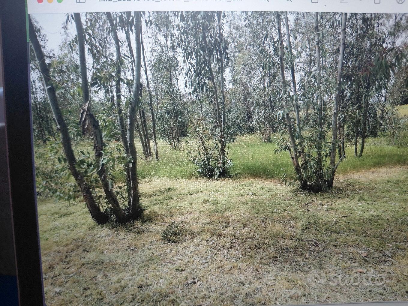 terreno agricolo loc. Perda Mois - Vista 5