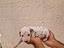 Immagine 4