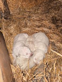 Cuccioli Pastore Maremmano Abruzzese con Pedigree