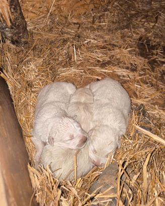 Cuccioli Pastore Maremmano Abruzzese con Pedigree