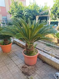Palma  Cycas Revoluta