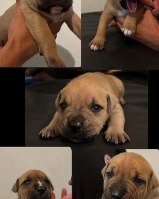 Cuccioli amstaff