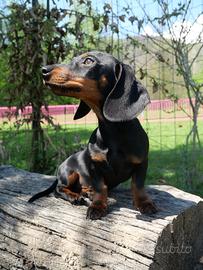 Ultima cucciola bassotto taglia nana