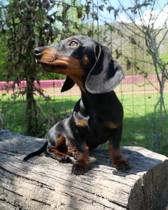 Ultima cucciola bassotto taglia nana