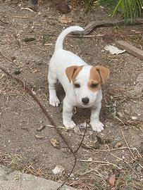 Jack Russel