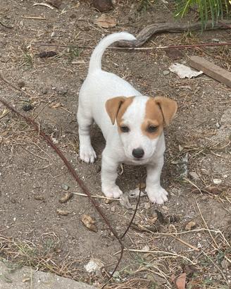 Jack Russel