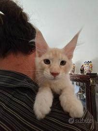Cucciolata Maine Coon