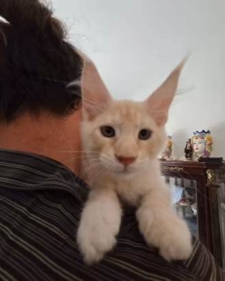 Cucciolata Maine Coon