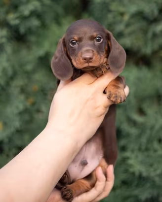 Cuccioli Bassotto genitori testati kaninchen nano
