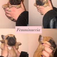 Cuccioli di bulldog francese