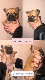Cuccioli di bulldog francese