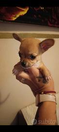 Cucciola di simil chihuahua