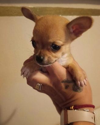 Cucciola di simil chihuahua