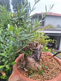Prebonsai olivastro