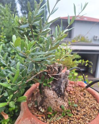 Prebonsai olivastro