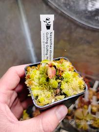 Nepenthes Sibuyanensis Guiting Guiting philippines
